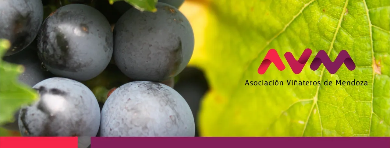 avm viñateros
