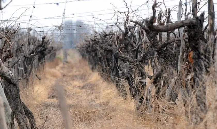 VIÑAS